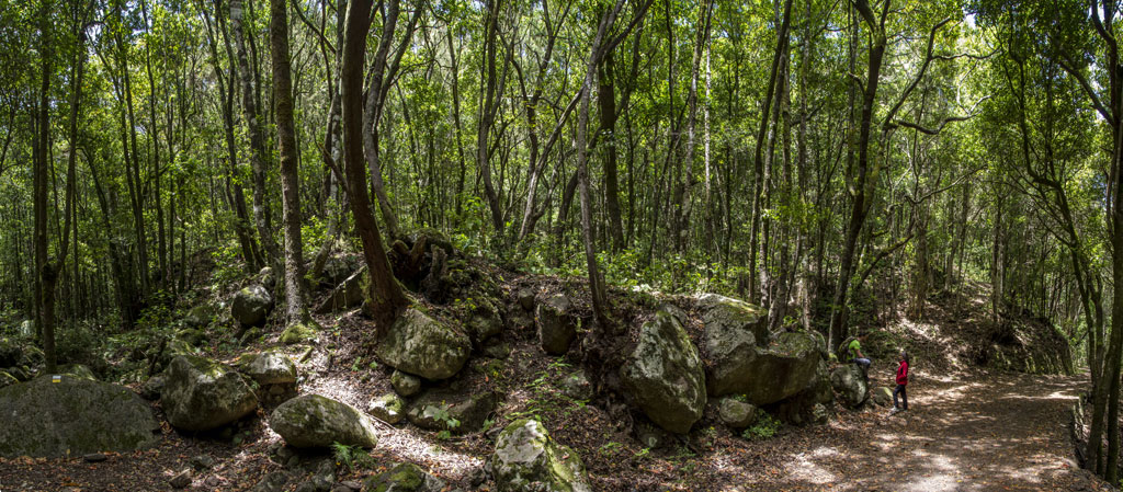 Wandern Sie durch einen üppigen Wald auf Teneriffa, mit zwei Personen, die zu Fuß gehen.