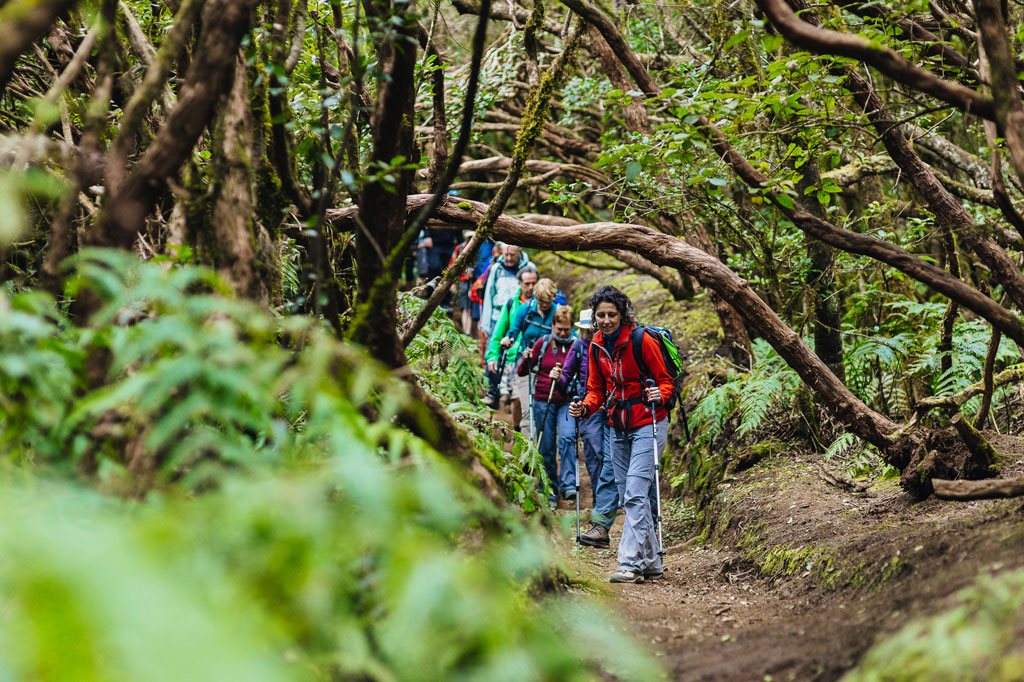 Gruppe von Wanderern, die auf einem Waldweg in Anaga, Teneriffa, spazieren gehen.