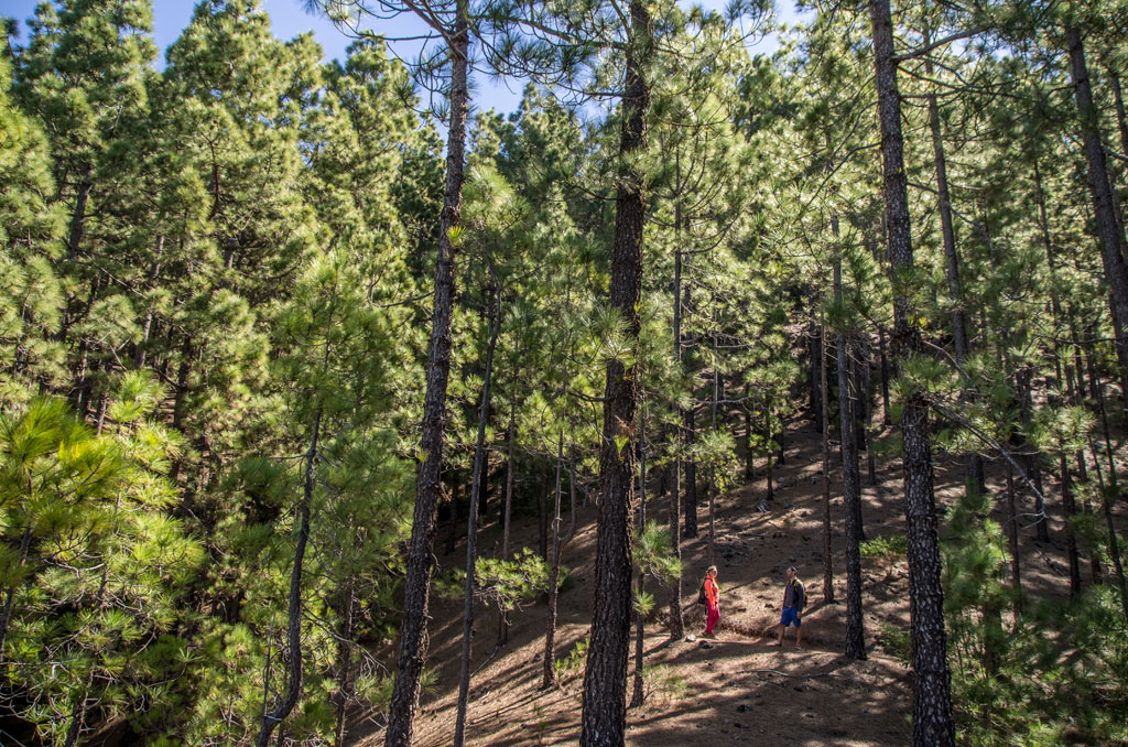 Zwei Personen, die zwischen Kiefern in einem Wald auf Teneriffa spazieren gehen.