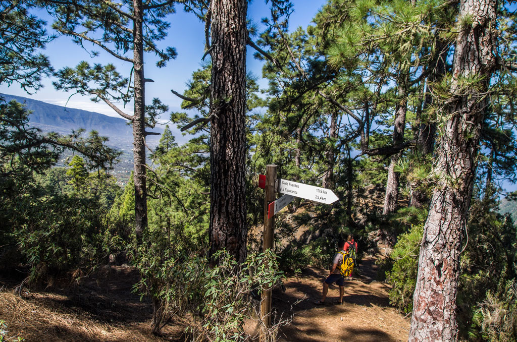 Wanderweg im Wald von La Esperanza, Teneriffa, mit Wegweiser.