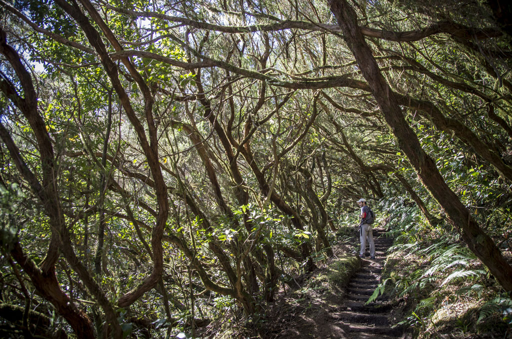 PR-TF 2 Taborno - Pico del Inglés - Valleseco