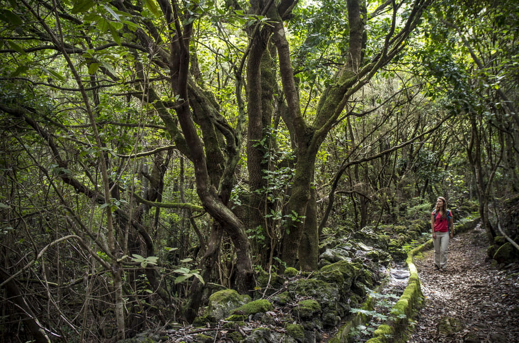 PR-TF 53 Los Silos - Cuevas Negras - Erjos