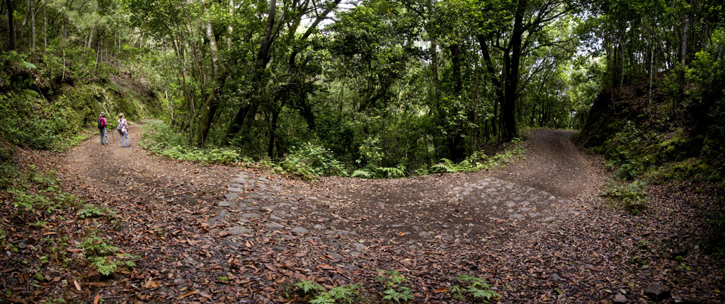Wanderung im Wald von Anaga, Teneriffa, mit zwei Personen, die zwischen laubreichen Bäumen spazieren gehen.