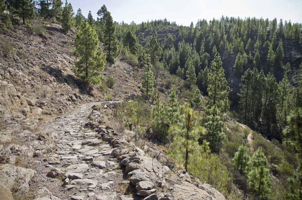Steinweg, umgeben von Kiefern in der bergigen Landschaft Teneriffas.