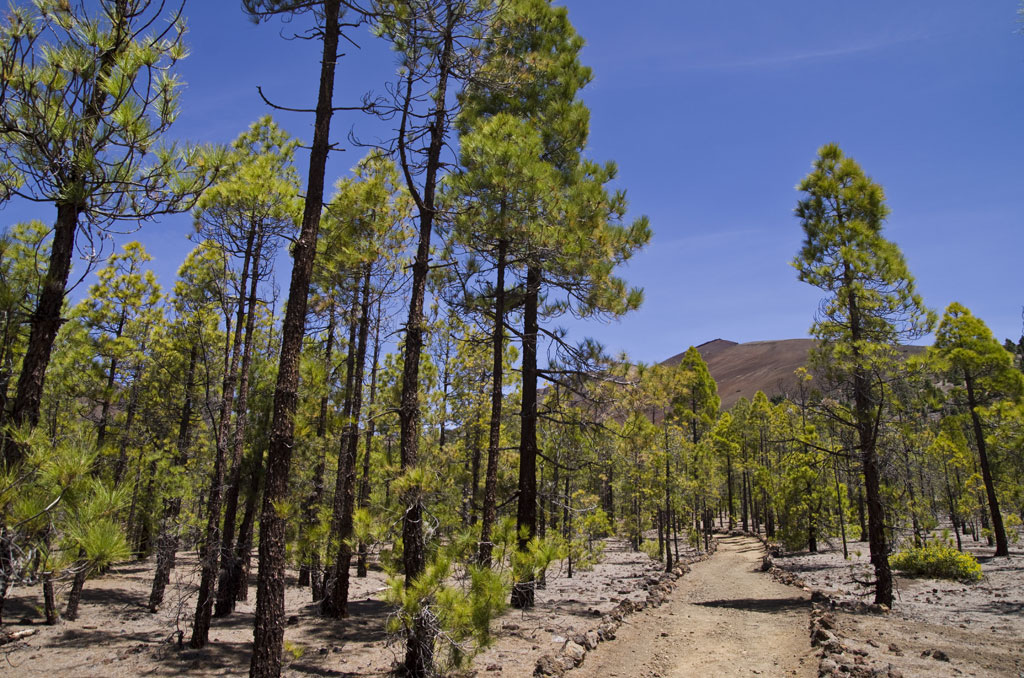 Ein von Kiefern umgebener Weg im Nationalpark Teide, Teneriffa.