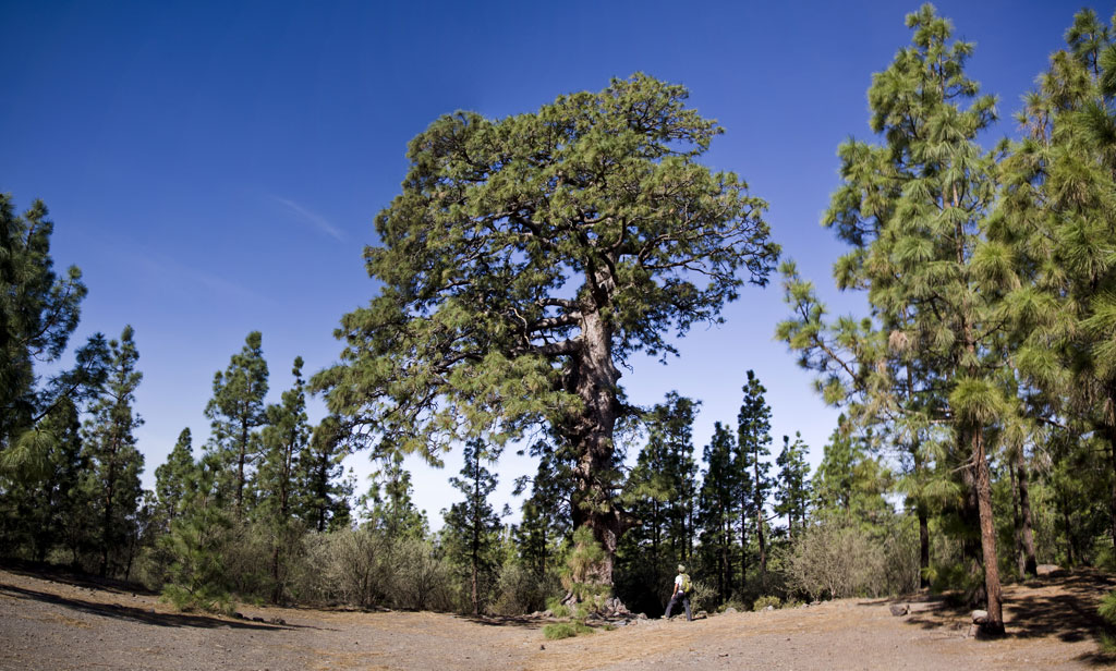 Pino Gordo in Vilaflor, Teneriffa, umgeben von Wald und einem Wanderer in der Nähe.