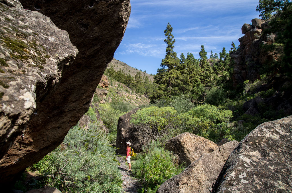 Pfad zwischen Felsen und Kiefern in der Naturlandschaft von Teneriffa.