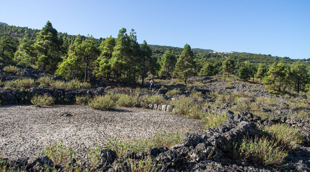 Vulkanische Landschaft mit Kiefern und Vegetation auf Teneriffa.