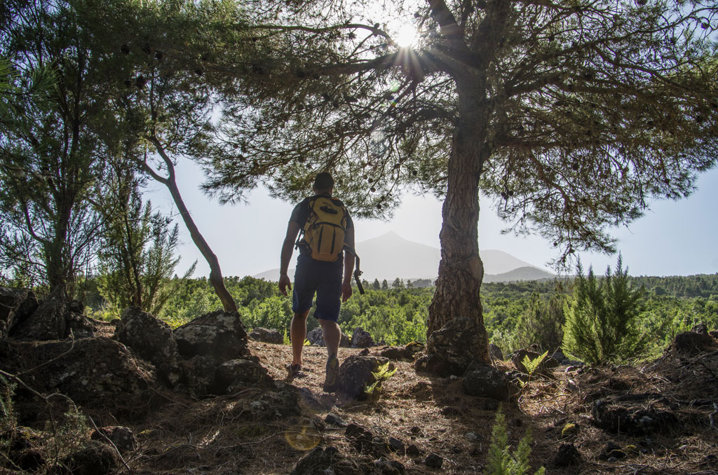 Wanderer mit Rucksack, der einen Wald auf Teneriffa betrachtet.