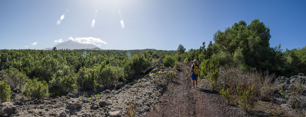 Ein Weg, der von Grün umgeben ist, mit einer Person zu Fuß und dem Teide im Hintergrund auf Teneriffa.