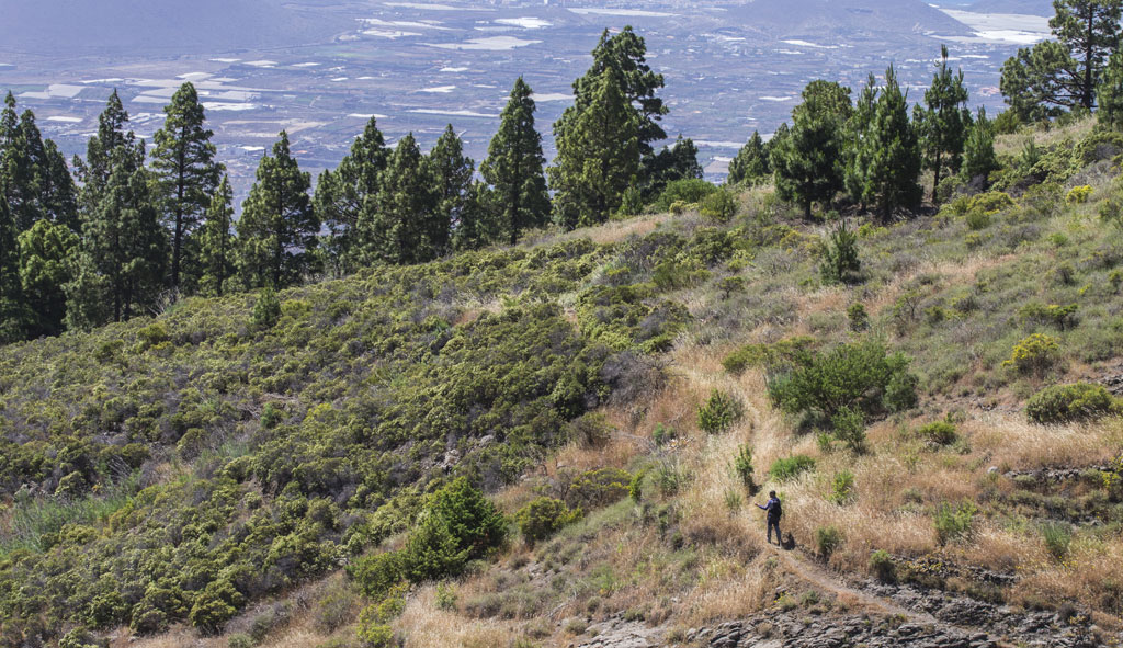Trail an einem grünen Hang mit Bäumen und einer zu Fuß gehenden Person, Teneriffa.