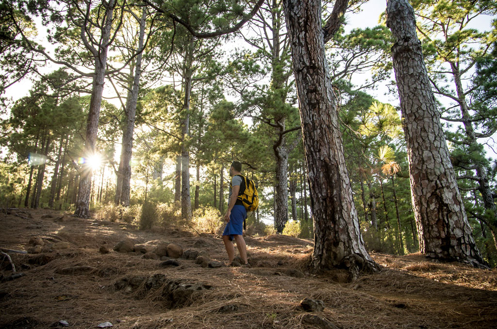 Person, die bei Sonnenaufgang im Kiefernwald auf Teneriffa spazieren geht.