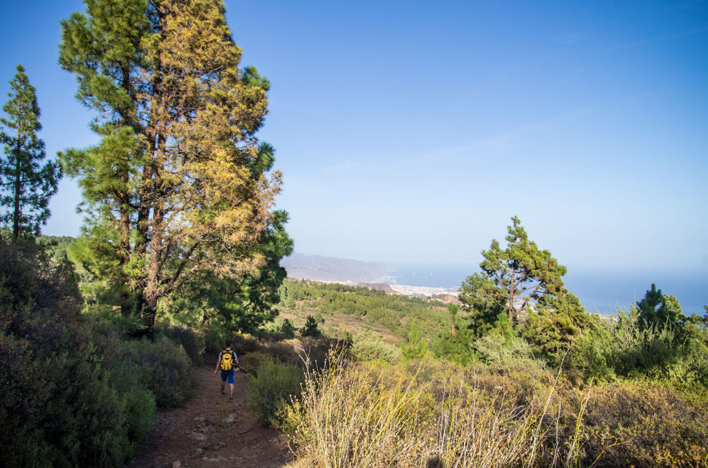 Wanderweg im Wald mit Meeresblick auf Teneriffa. Person, die mit gelbem Rucksack läuft.