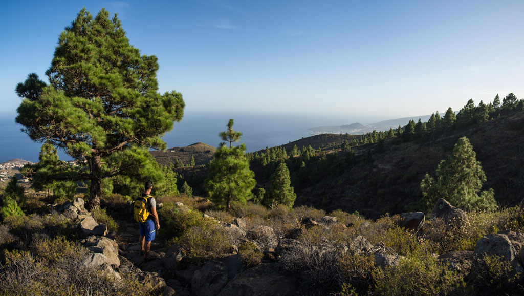 Wanderer, der durch einen Wald mit Meeresblick auf Teneriffa spaziert.