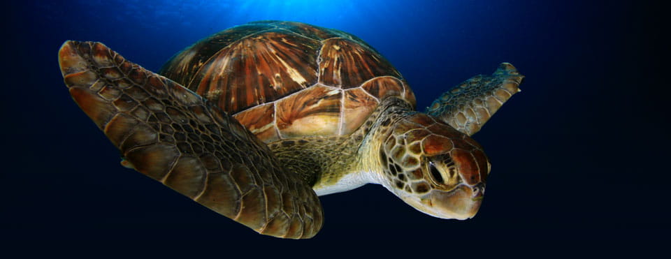 Actívate y siéntete vivo