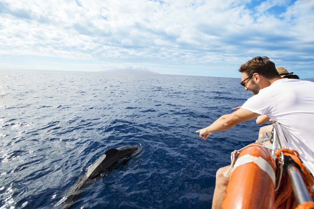 Person, die auf einen Delfin in der Nähe eines Bootes im Ozean von Teneriffa zeigt.