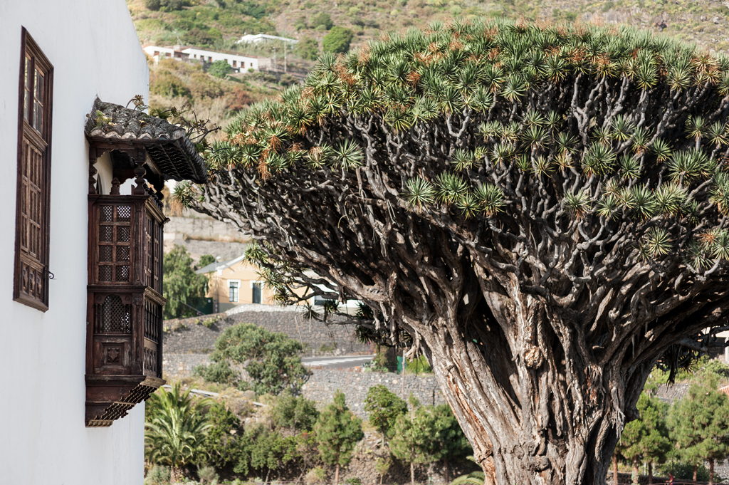 Tausend Jahre alter Drachenbaum neben einem traditionellen Haus in Icod de los Vinos, Teneriffa.