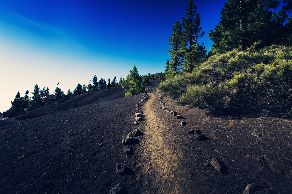 Sandweg zwischen Kiefern auf Teneriffa bei blauem Himmel