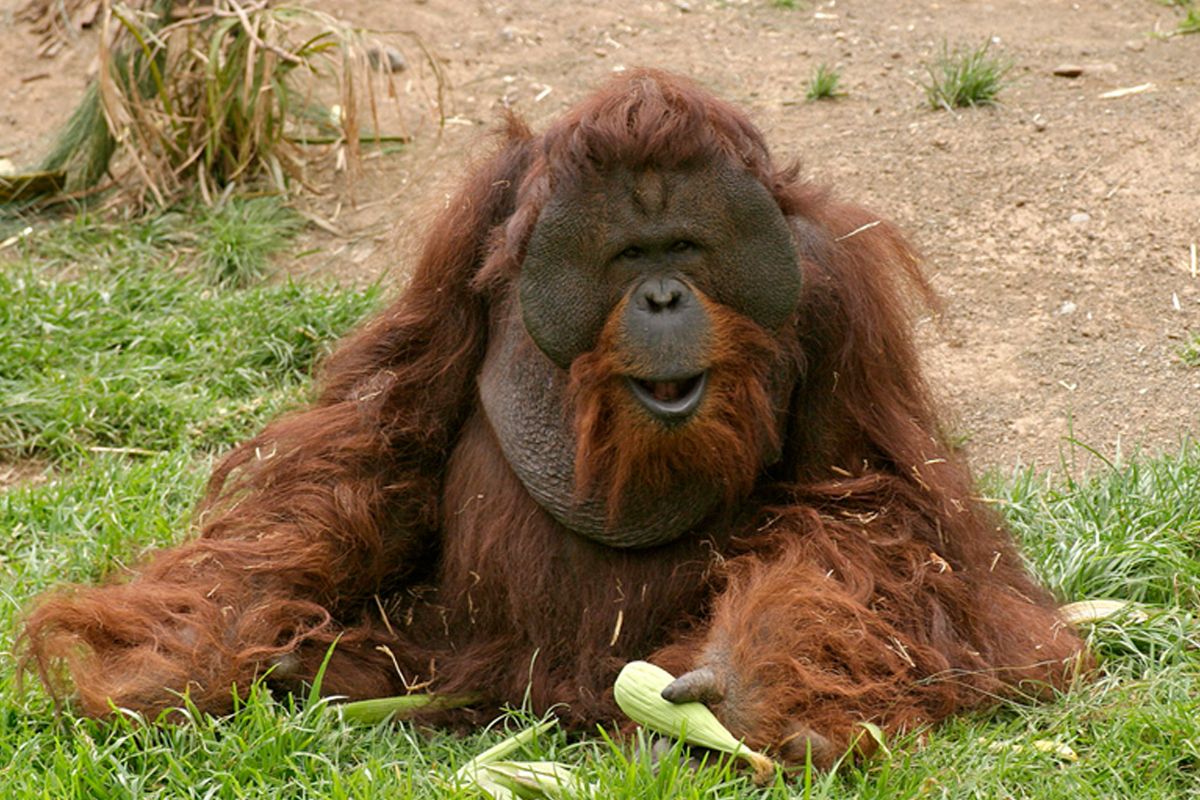Orang-Utan, der sich auf dem Gras im Loro Parque, Teneriffa, ausruht.