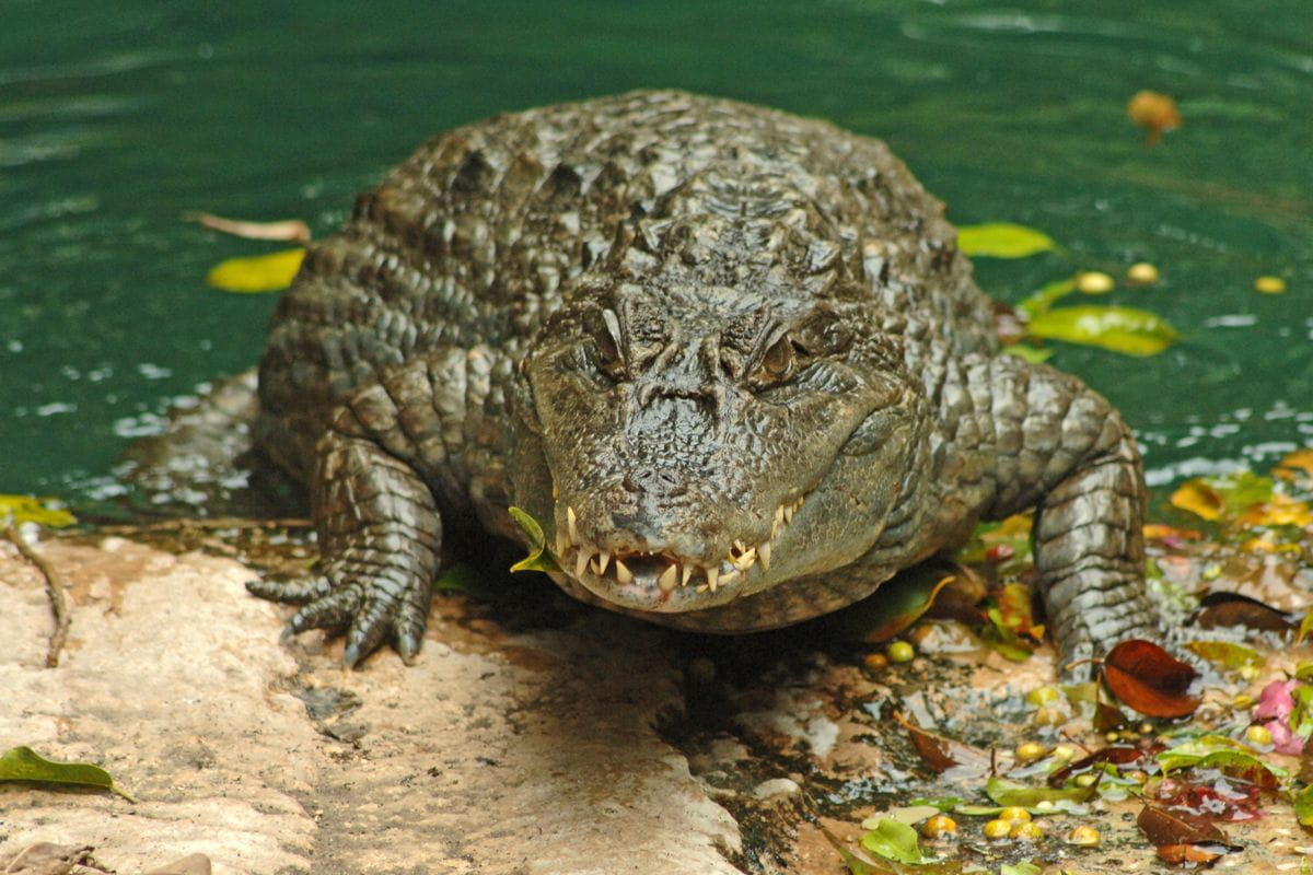 Krokodil, das am Ufer eines Teichs auf Teneriffa ruht.
