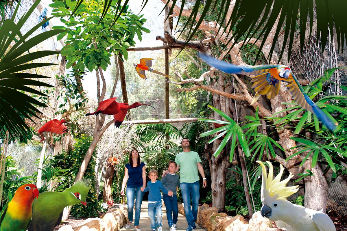 Familienspaziergänge in der Voliere umgeben von Papageien und Grün auf Teneriffa.