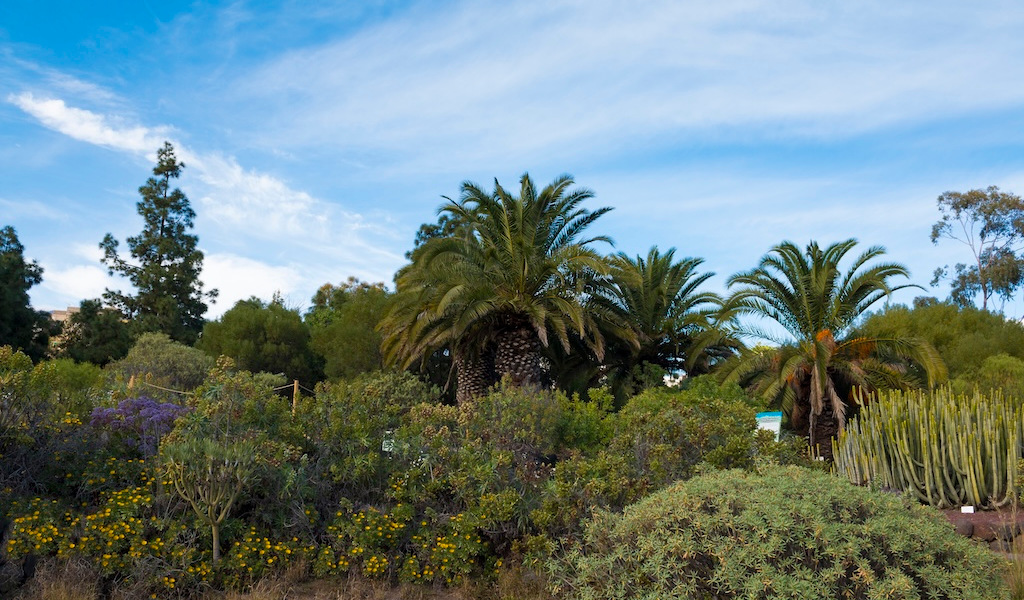 Palmen und Kakteen im botanischen Garten von Teneriffa unter blauem Himmel.