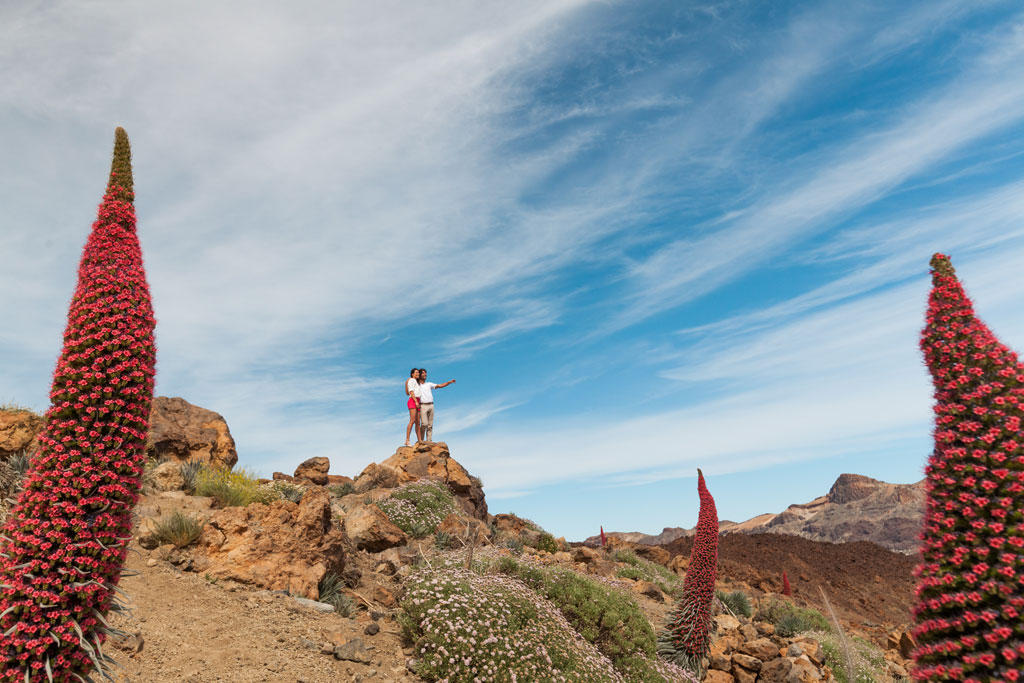Person zeigt zwischen Tajinastes im Nationalpark Teide, Teneriffa.