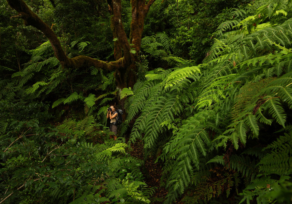 Person, die Farne in einem Wald auf Teneriffa fotografiert.