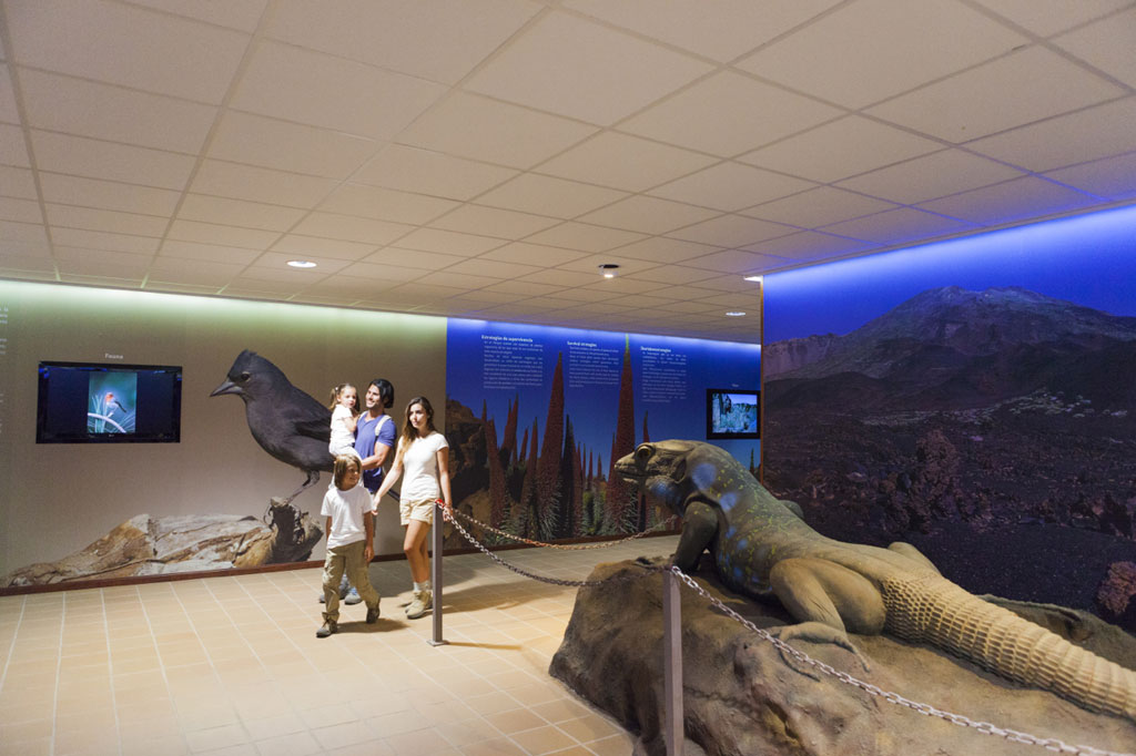 Familienausstellung in Wildtieren im Nationalpark Teide, Teneriffa.