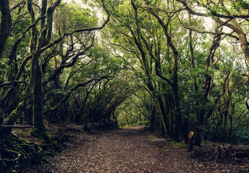 Ein von Bäumen umgebener Weg in einem Wald in Anaga, Teneriffa.