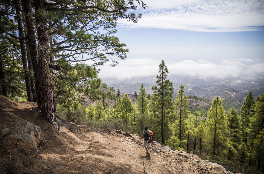Der Mensch, der auf einem Waldweg auf Teneriffa entlanggeht, umgeben von Kiefern und Blick auf den Horizont.