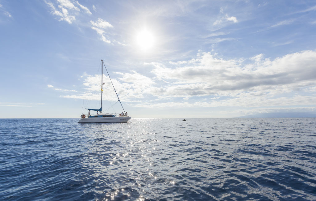 Segelboot segelt im Atlantik nahe Teneriffa mit Delfinen in der Ferne.