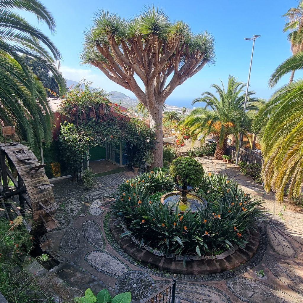 Garten mit Drachenbaum und Palmen in La Orotava, Teneriffa.