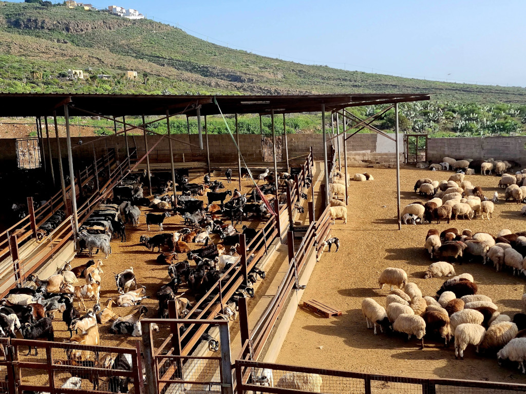 Ziegen und Schafe in einem Pferch in den Hügeln von Teneriffa.