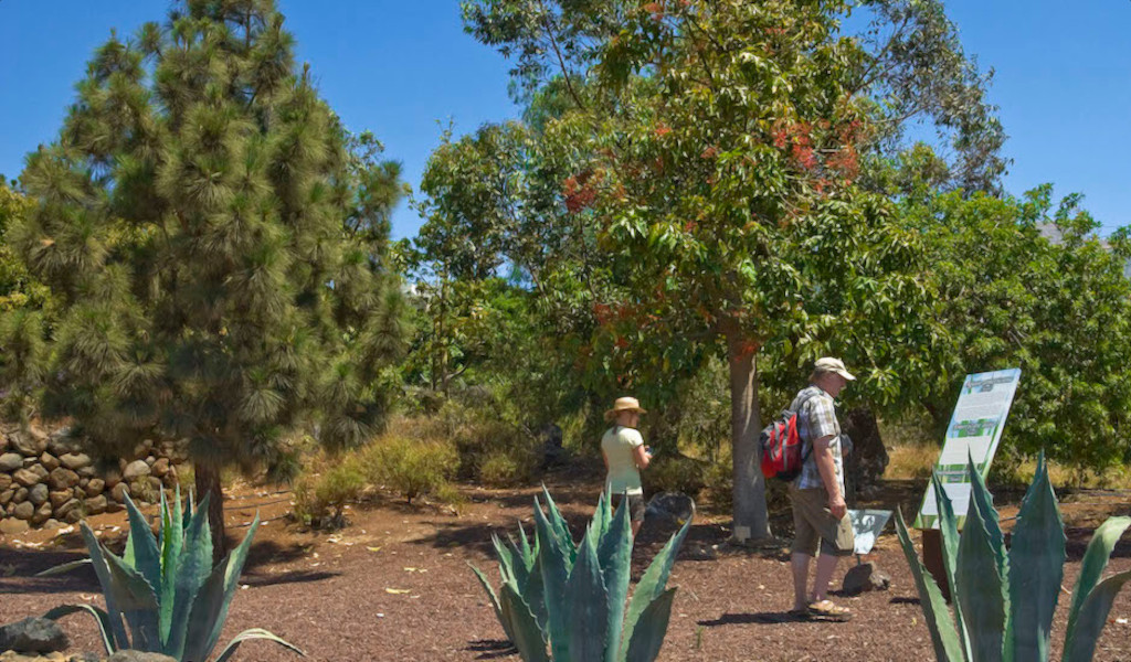 Menschen, die zwischen Bäumen und Pflanzen auf einem Weg auf Teneriffa spazieren gehen.