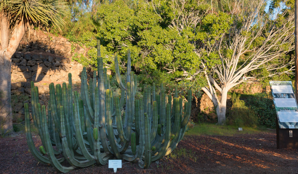 Kakteen und Vegetation in Gärten in Puerto de la Cruz, Teneriffa.