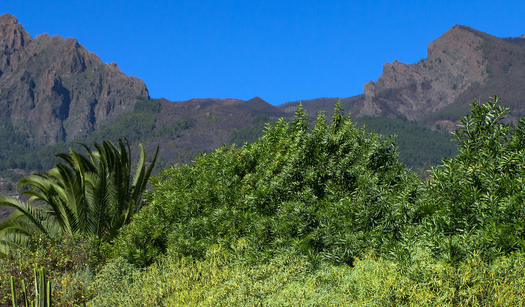 Berge und Vegetation auf Teneriffa unter klarem blauen Himmel.
