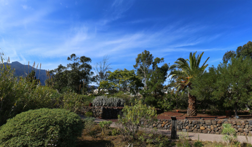 Garten mit Palmen und Sträuchern auf Teneriffa unter blauem Himmel.