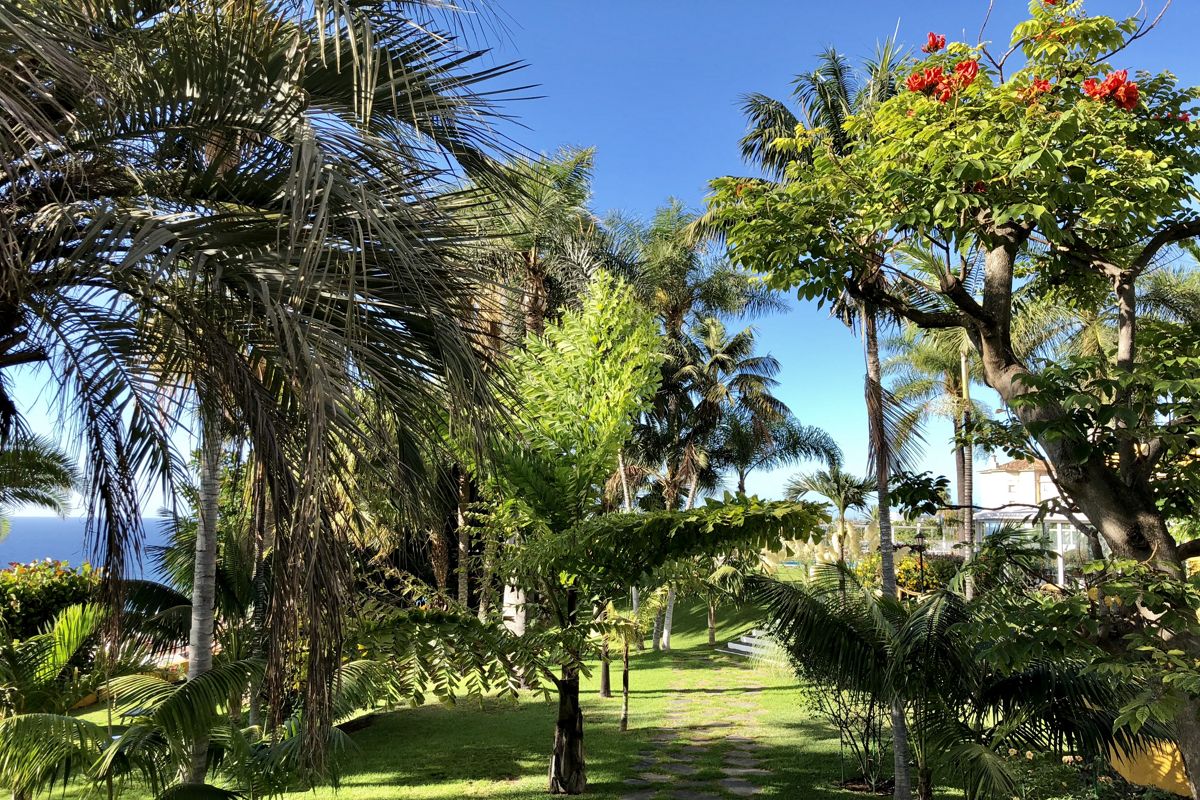 Garten mit Palmen und Meeresblick auf Teneriffa.