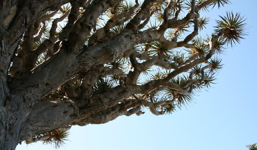 Drachenbaum unter blauem Himmel auf Teneriffa.