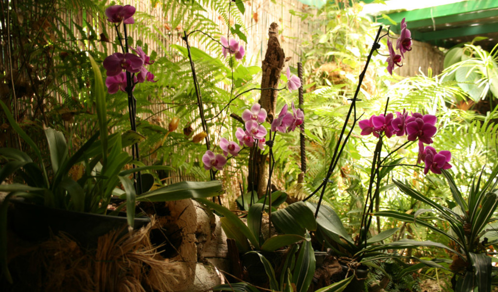 Lila Orchideen unter Farnen in einem Garten auf Teneriffa.
