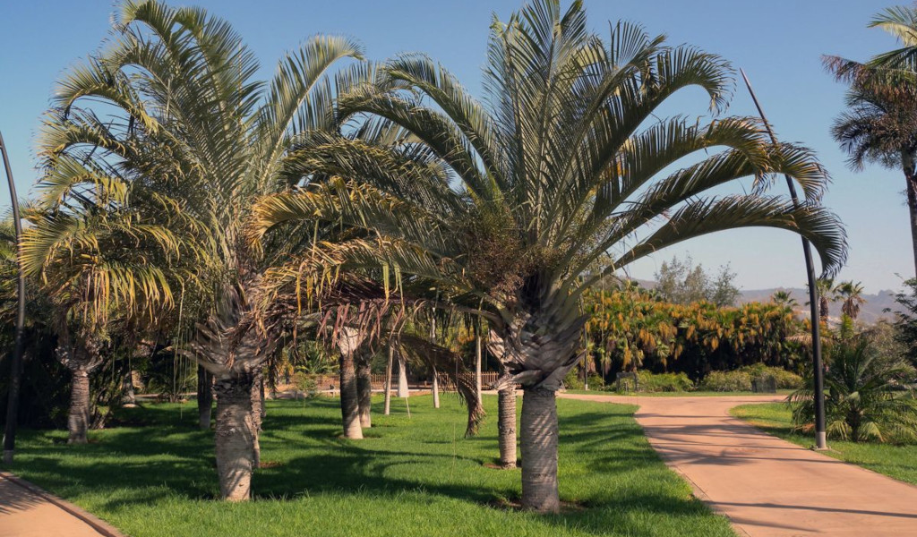 Palmen in einem Garten im García Sanabria Park auf Teneriffa.