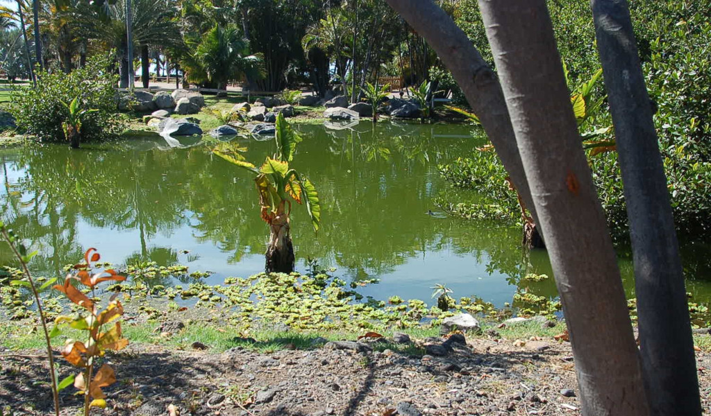 Ein von Bäumen umgebener Teich in einem Park auf Teneriffa.