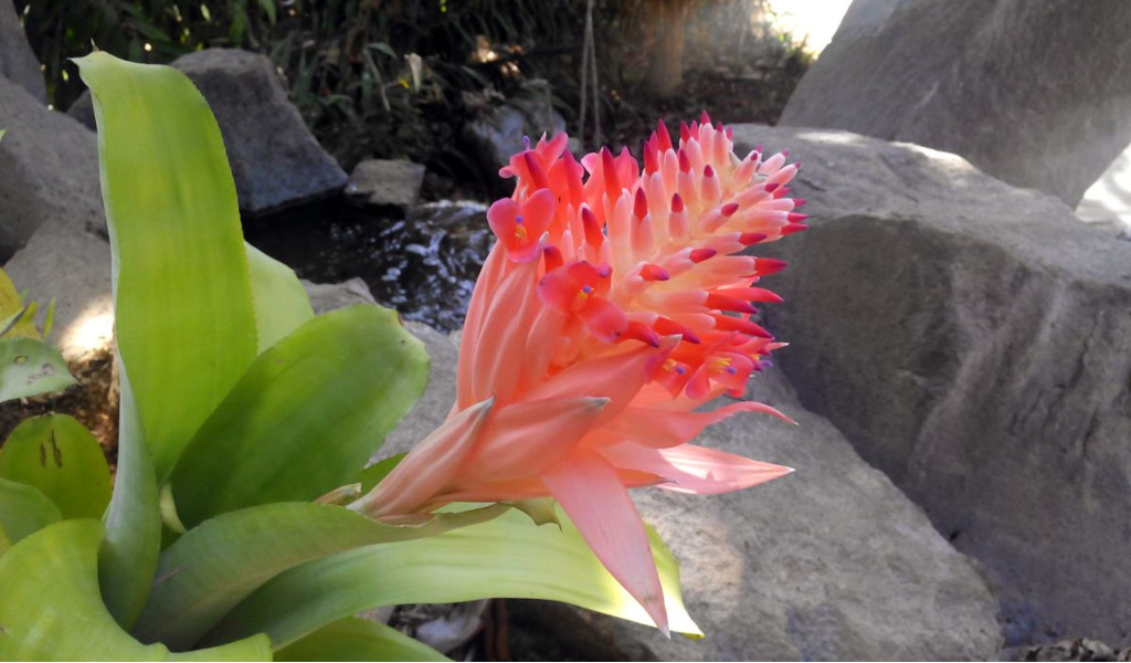 Rosa Bromelienblüte im felsigen Garten auf Teneriffa.