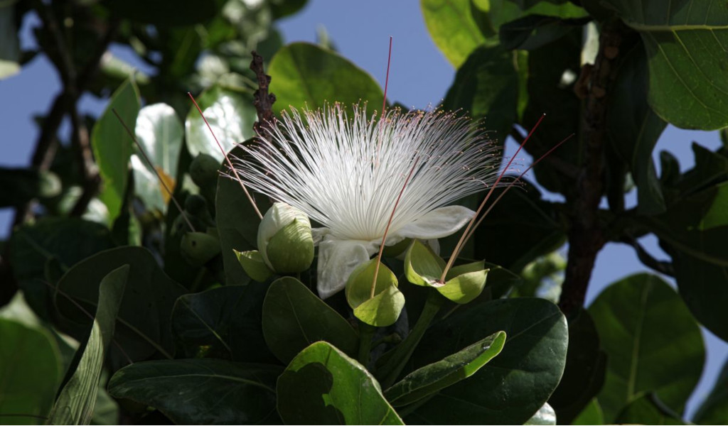 Weiße Blüte mit langen Staubblättern und grünen Blättern an einem Baum auf Teneriffa.