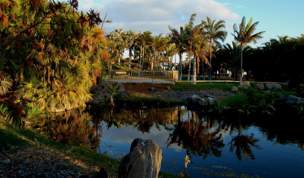 Palmen neben einem Teich in einem Park auf Teneriffa.