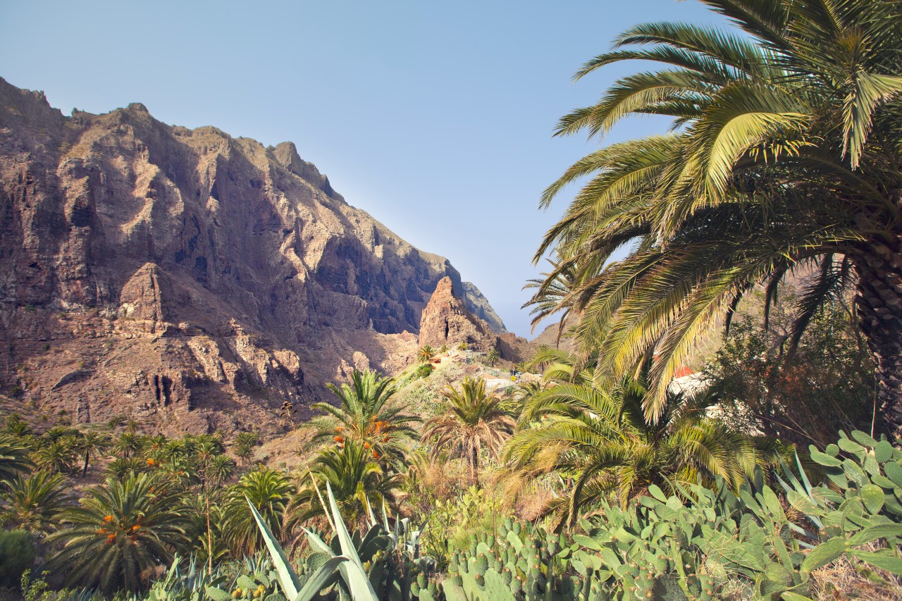 Berge und Palmen in der Landschaft von Masca, Teneriffa.