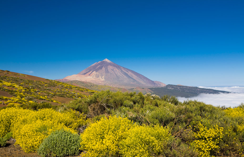 Teide-Vulkan auf Teneriffa mit gelben Büschen im Vordergrund.