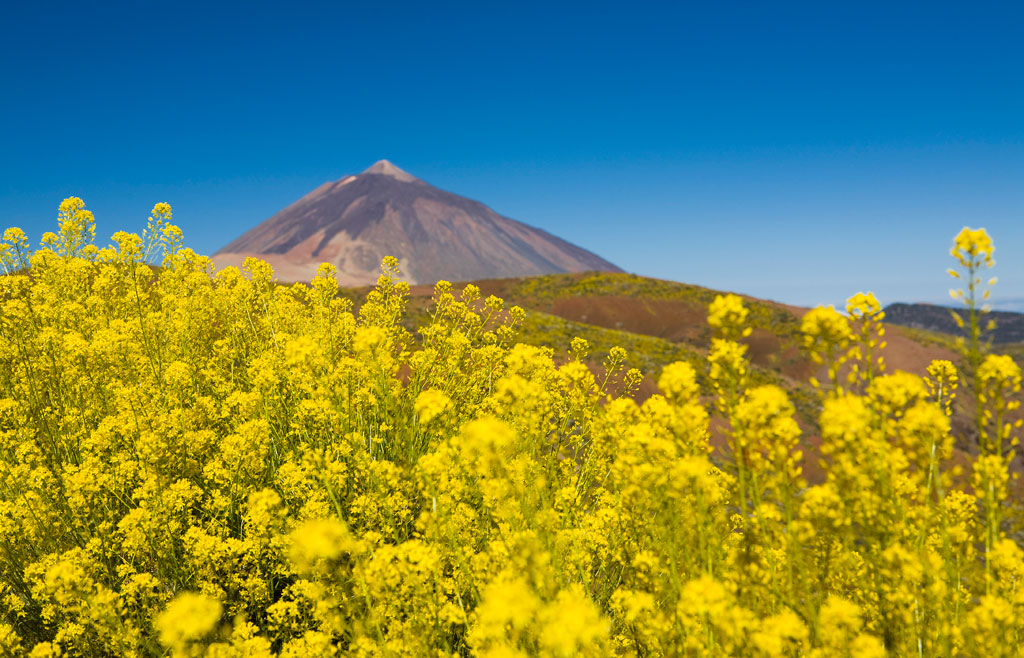 Gelbe Blumen mit dem Teide-Vulkan im Hintergrund auf Teneriffa.