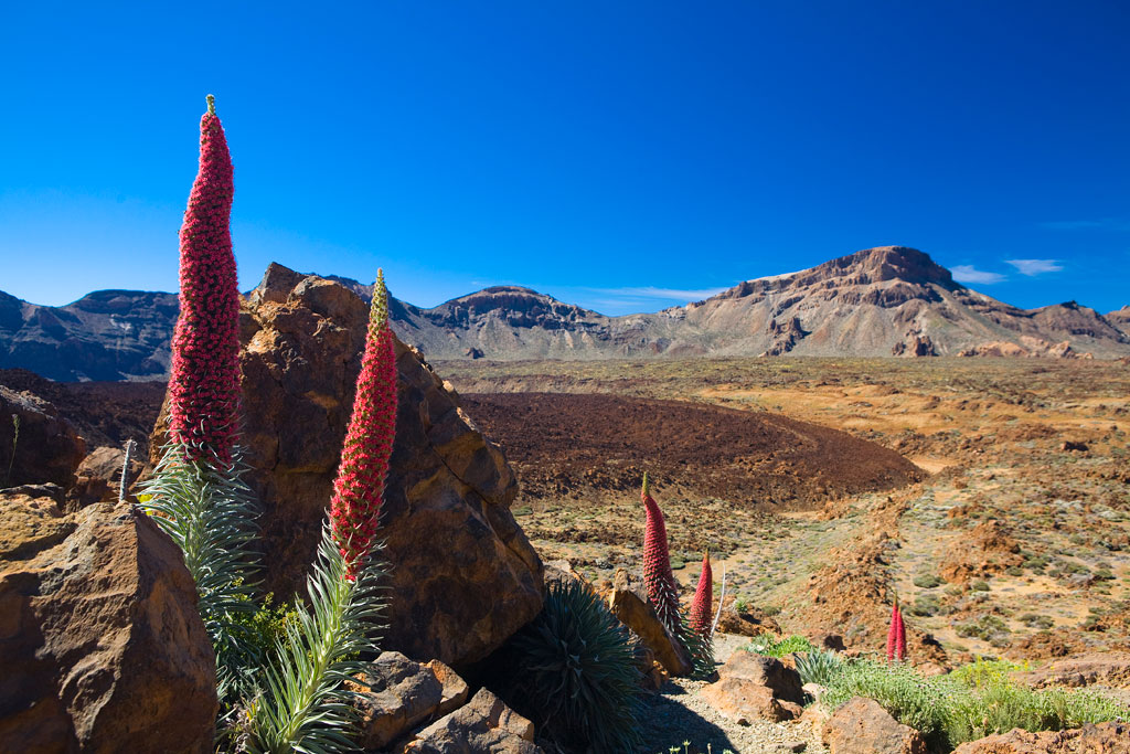 Rote Tajinastes im Nationalpark Teide auf Teneriffa, mit Bergen im Hintergrund.